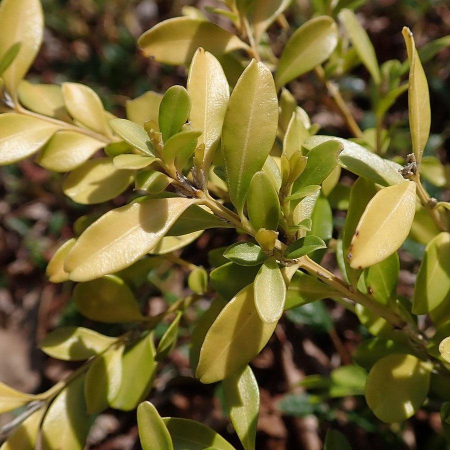 Buxus microphylla - Tide Hill Boxwood