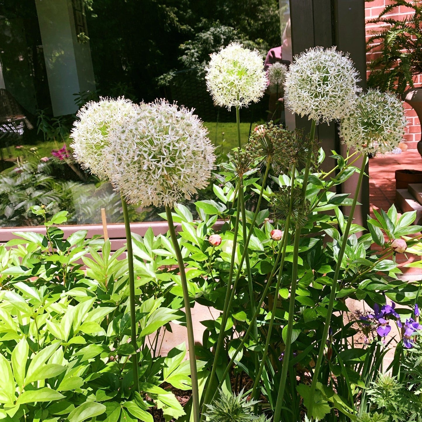 Allium - Mount Everest Ornamental Onion