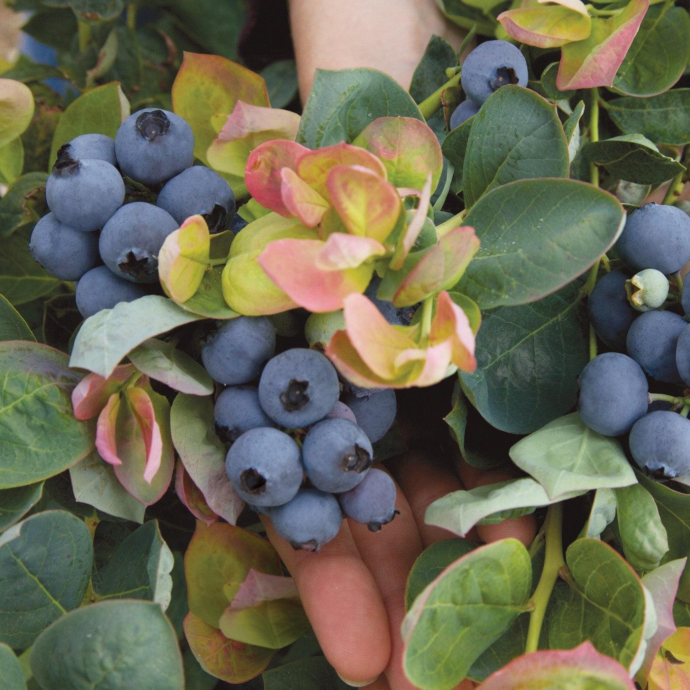 Vaccinium corymbosum - Peach Sorbet® Blueberry
