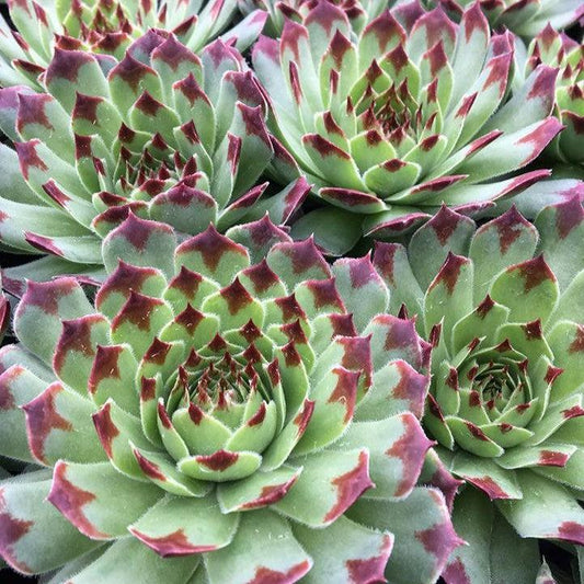 Sempervivum - Chick Charms® Mint Marvel Hens and Chicks