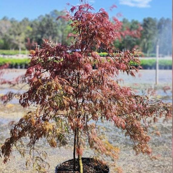 Acer palmatum var. dissectum - Crimson Queen Japanese Maple