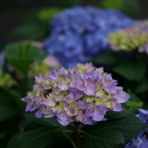 Hydrangea macrophylla - Let's Dance® Rhythmic Blue® Hydrangea