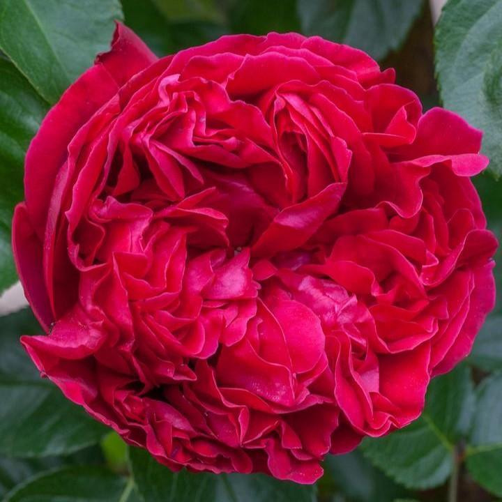 Rosa - Eden Climber® Red Rose
