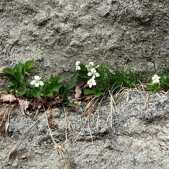 Viola striata - Striped Cream Violet