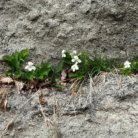 Viola striata - Striped Cream Violet