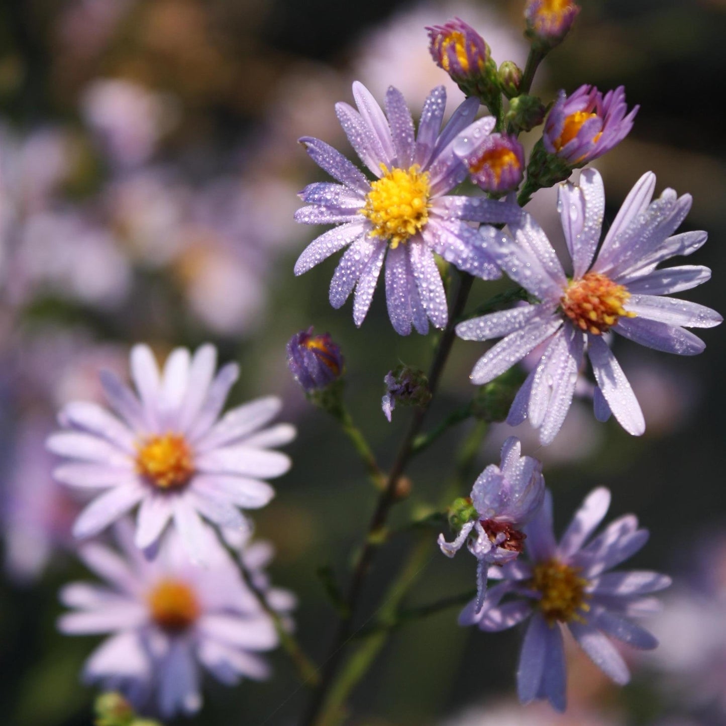 Aster azureus - Skyblue Aster