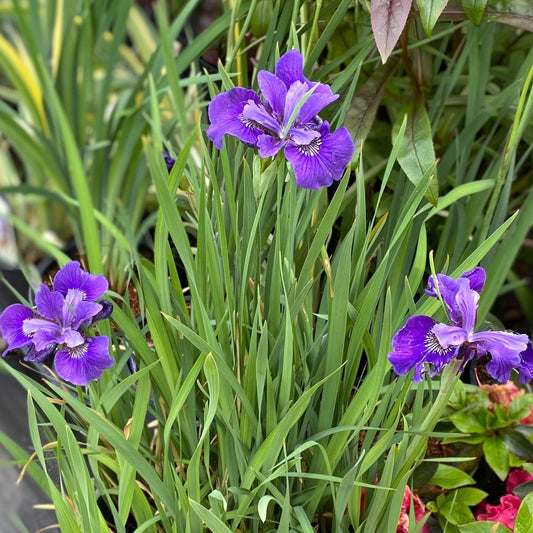 Iris sibirica - Ruffled Velvet Siberian Iris