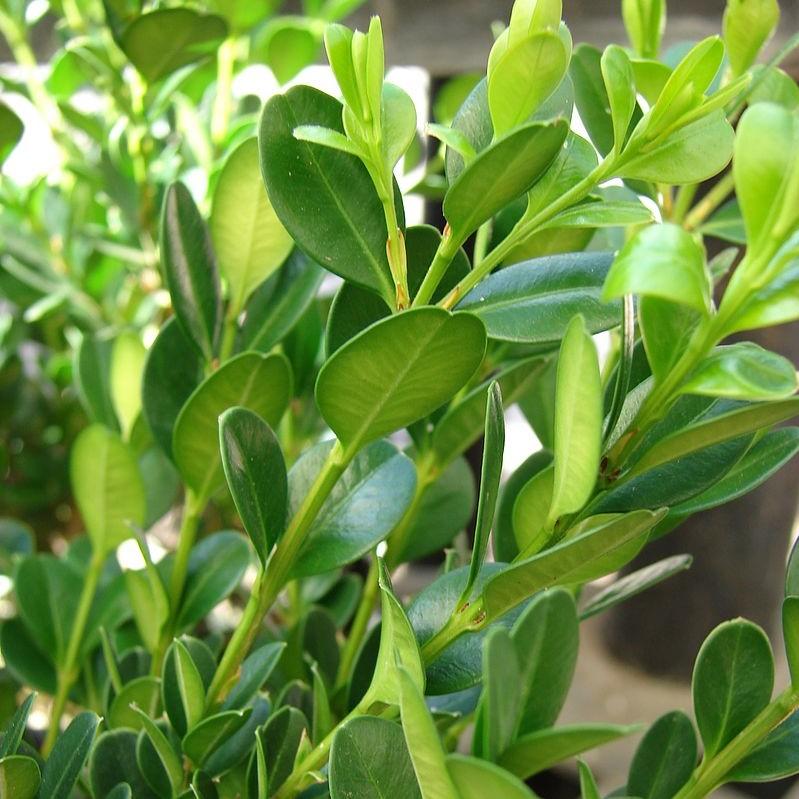 Buxus microphylla - Little Missy Boxwood