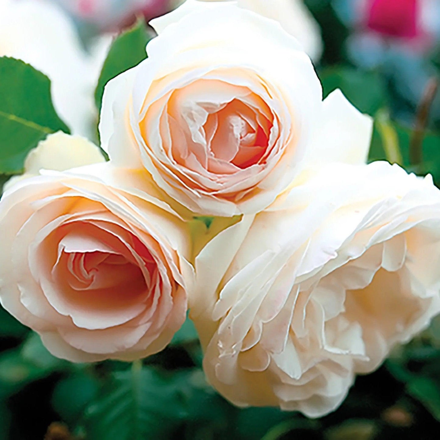 Rosa - Eden Climber® White Rose