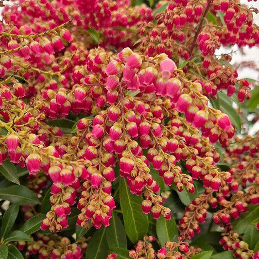 Pieris japonica - Passion Party™ Passion Pieris