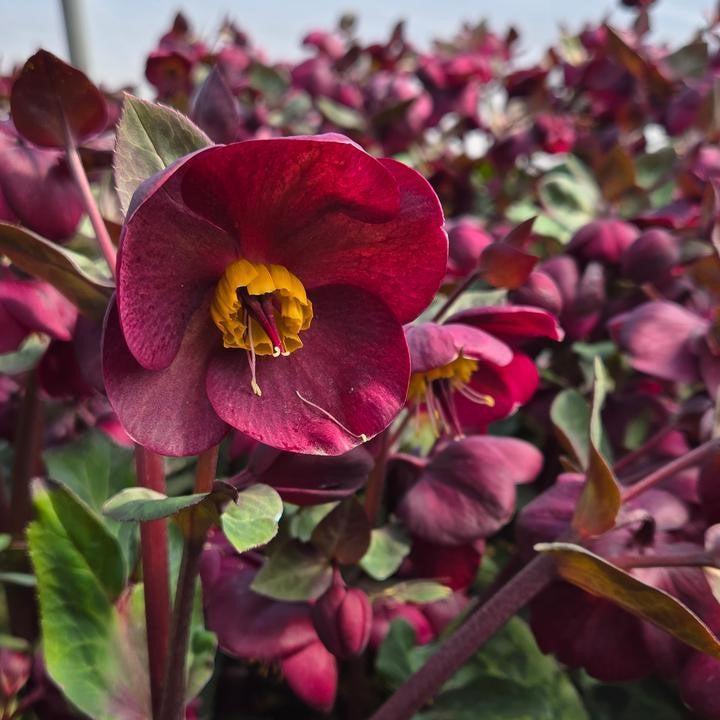 Helleborus x hybridus - FrostKiss™ Vibey Velvet™ Lenten Rose