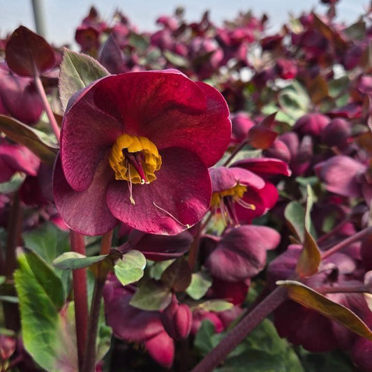 Helleborus x hybridus - FrostKiss™ Vibey Velvet™ Lenten Rose
