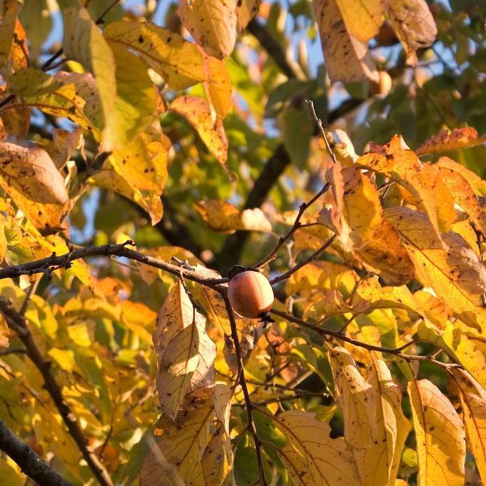 Diospyros virginiana - Persimmon