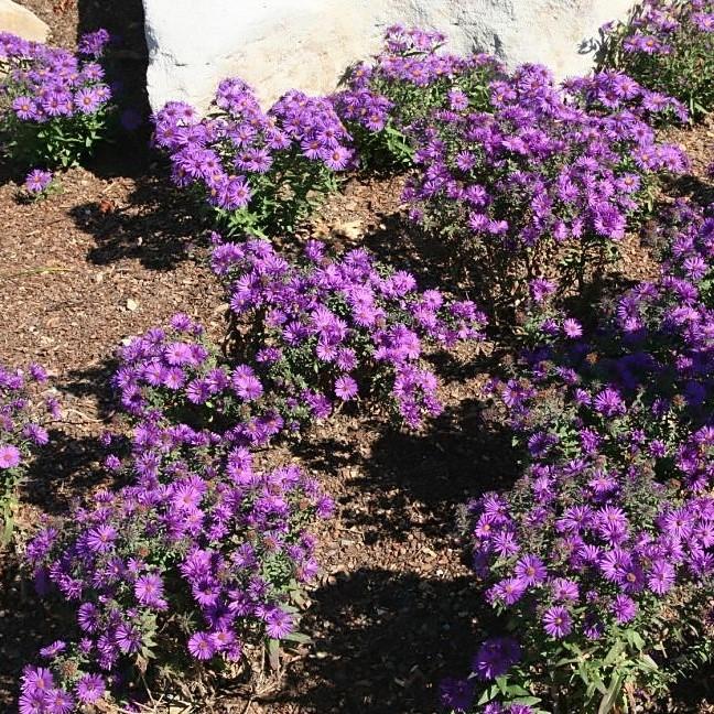 Aster nov-ang. - Purple Dome New England Aster