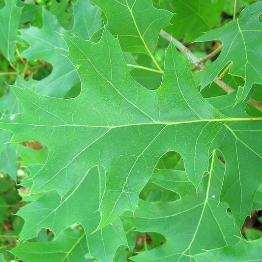 Quercus coccinea - Scarlet Oak