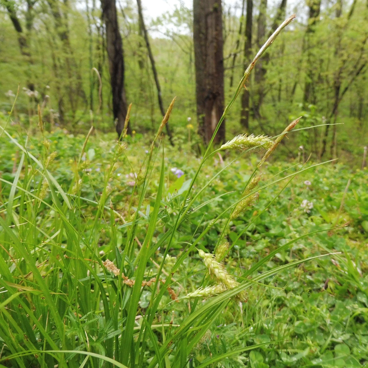 Carex cherokeensis - Cherokee Sedge