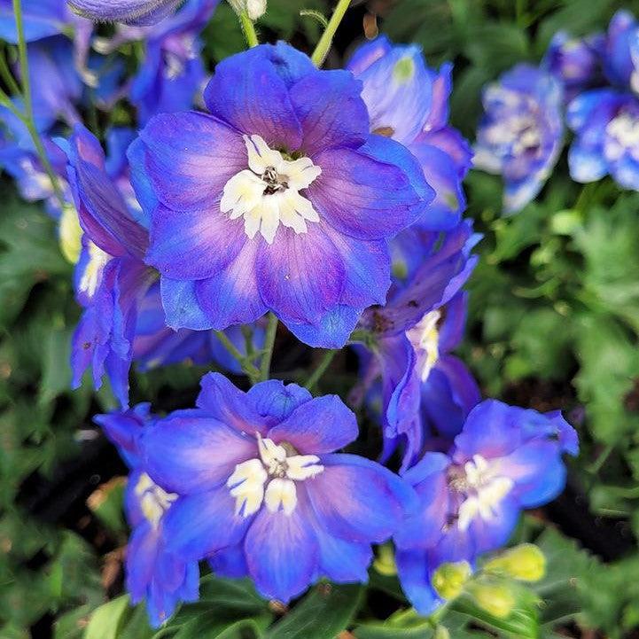 Delphinium x - Cobalt Dreams Delphinium