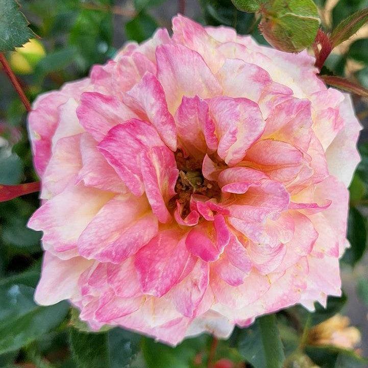 Rosa - Easy Elegance® Music Box Rose