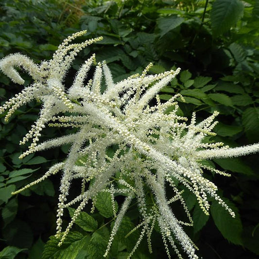 Aruncus dioicus - Goat's Beard