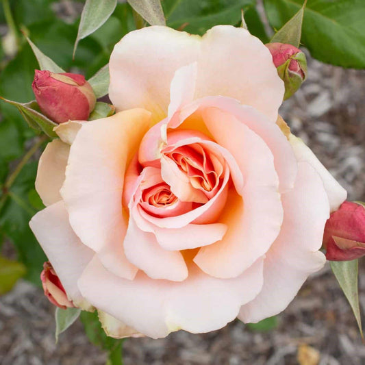 Rosa - Mother of Pearl® Rose