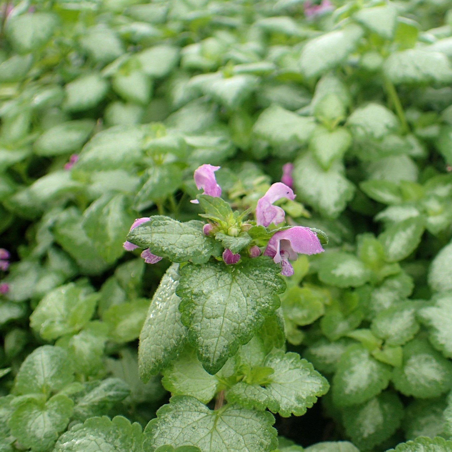Lamium maculatum - Red Nancy Spotted Deadnettle