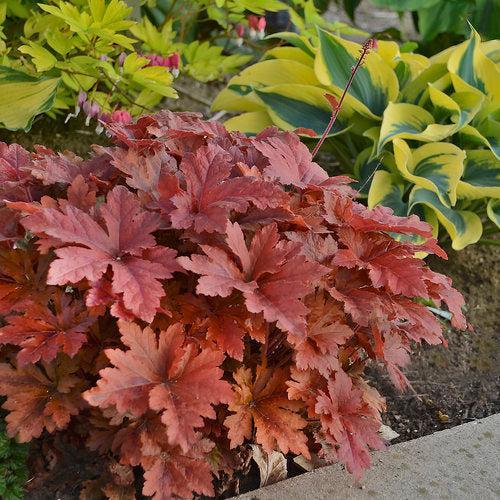 Heuchera - PW® Fun and Games® Hopscotch Coral Bells