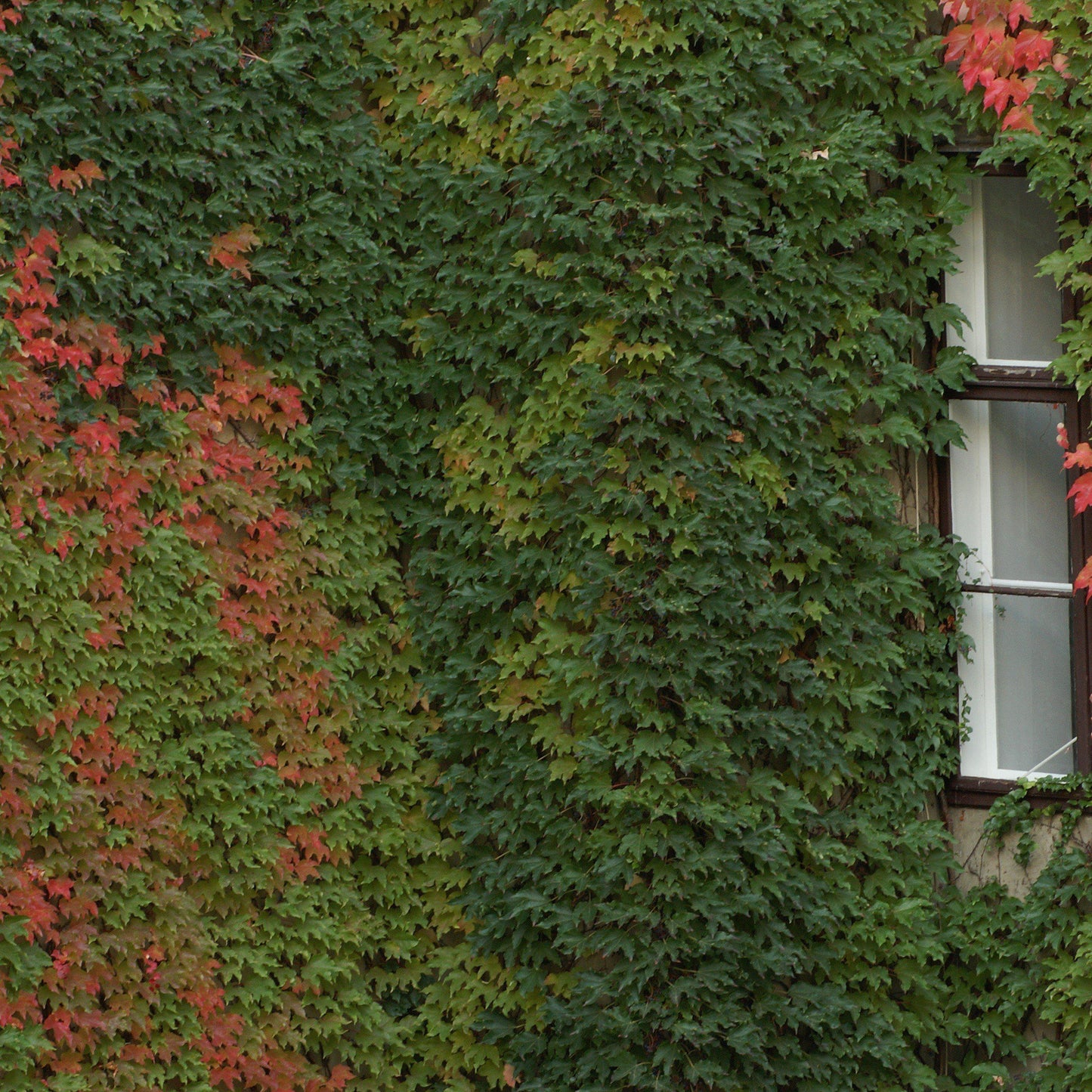 Parthenocissus tricuspidata - Boston Ivy