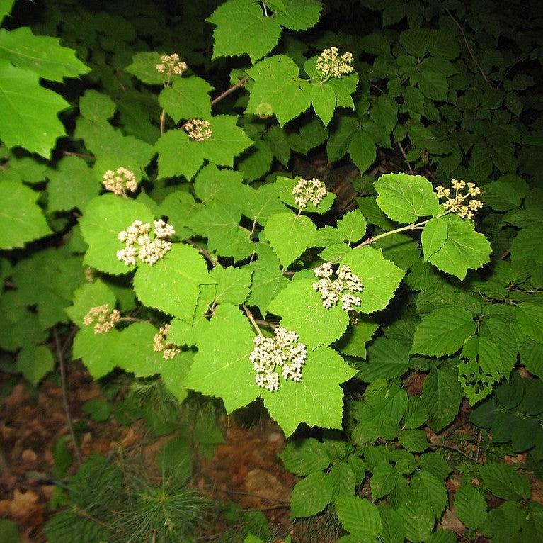 Viburnum acerifolium - Mapleleaf Viburnum