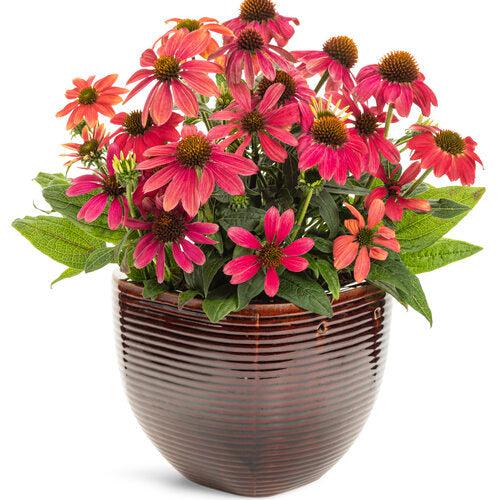 Echinacea - PW® Summersong™ Firefinch™ Coneflower