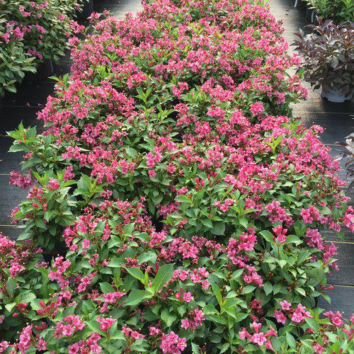 Weigela florida - Snippet® Dark Pink Weigela