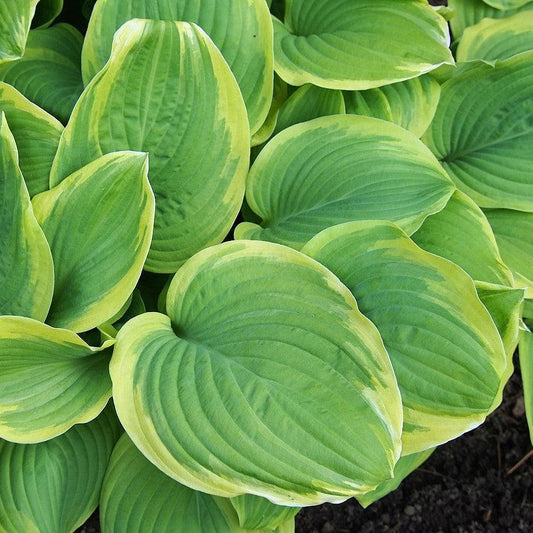 Hosta - Fragrant Bouquet Hosta