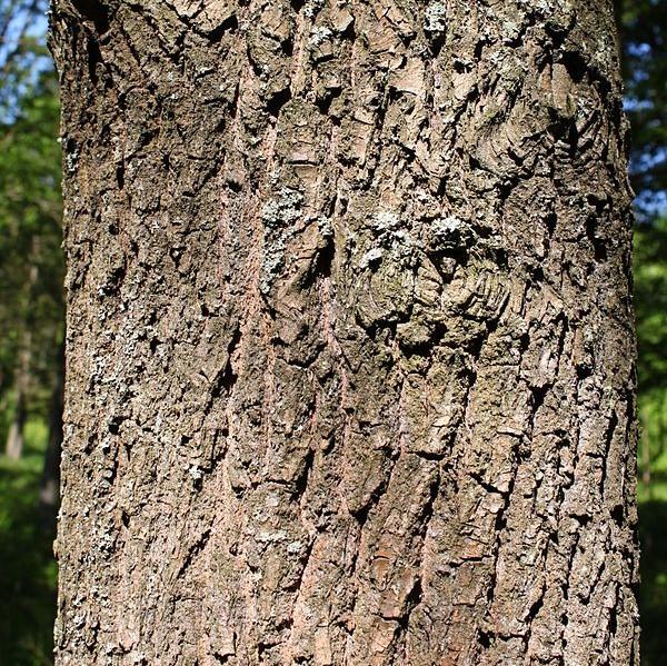 Quercus coccinea - Scarlet Oak