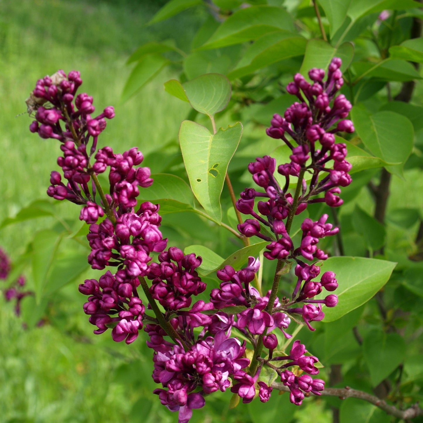 Syringa 'Bailbridget' - First Editions® Virtual Violet® Lilac