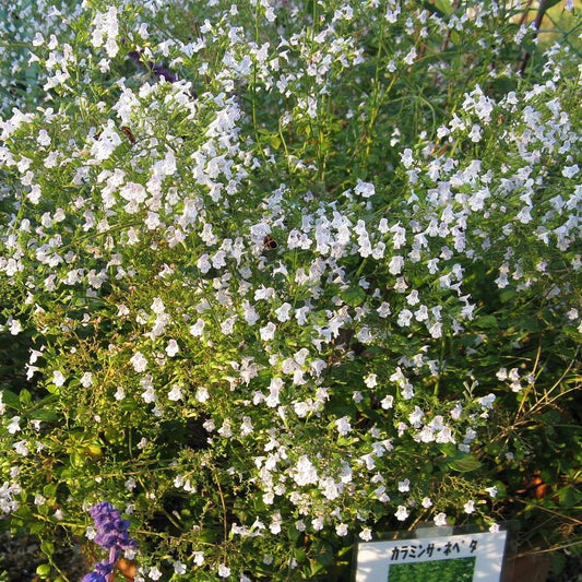 Calamintha nepeta spp. - Lesser Calamint