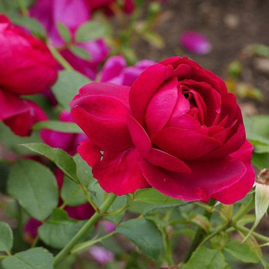 Rosa - Darcey Bussell Rose