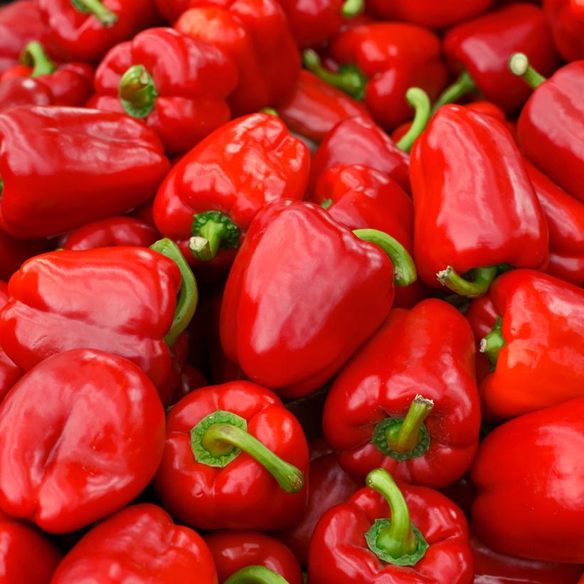 Capsicum annuum - Red Delicious Pepper