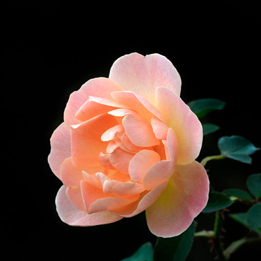 Rosa - The Lark Ascending® Rose