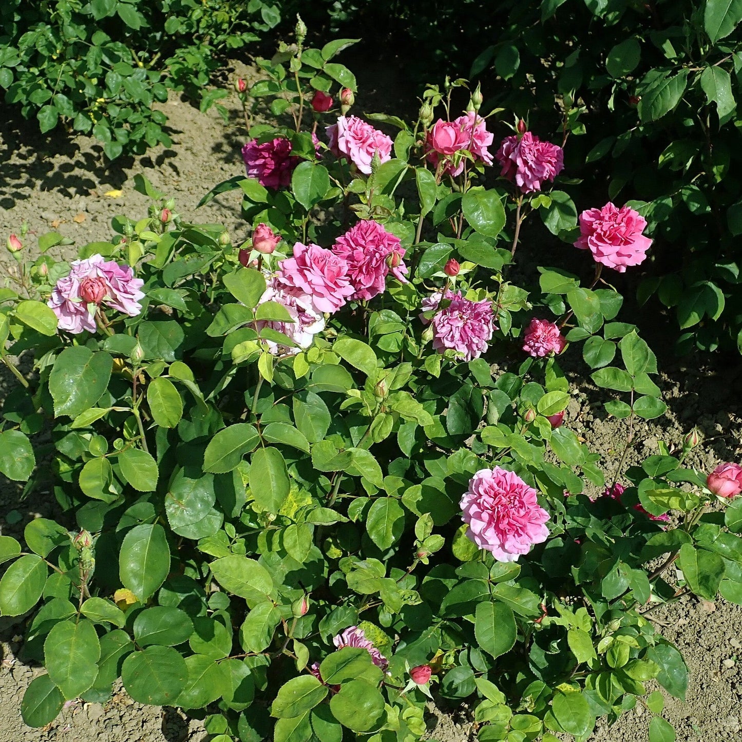 Rosa - Sophy's Rose