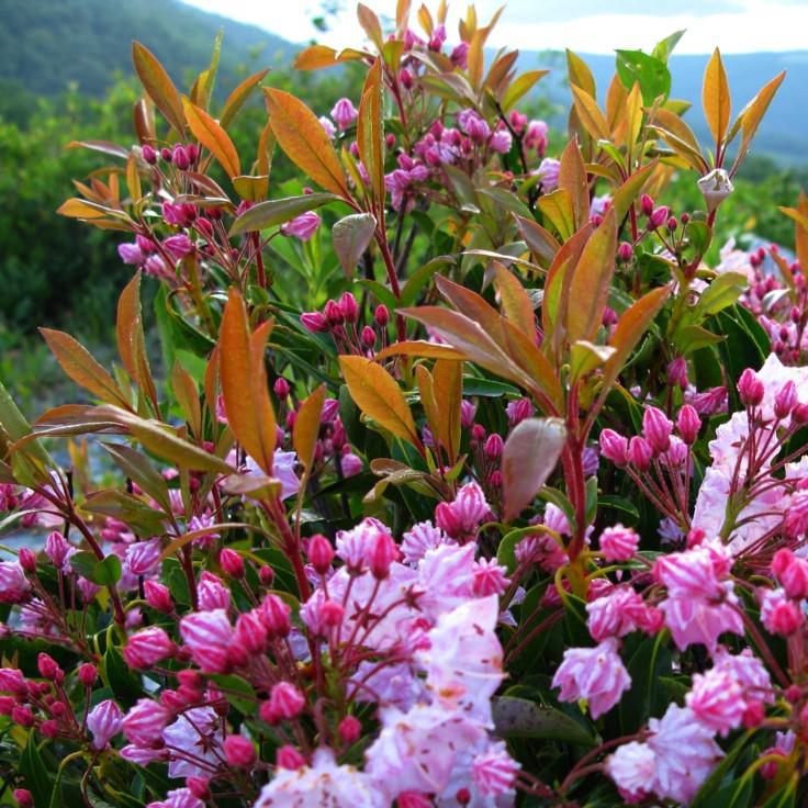 Kalmia latifolia - Nipmuck Mountain Laurel