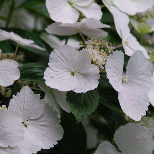 Hydrangea x - Fairytrail Bride® Cascade Hydrangea