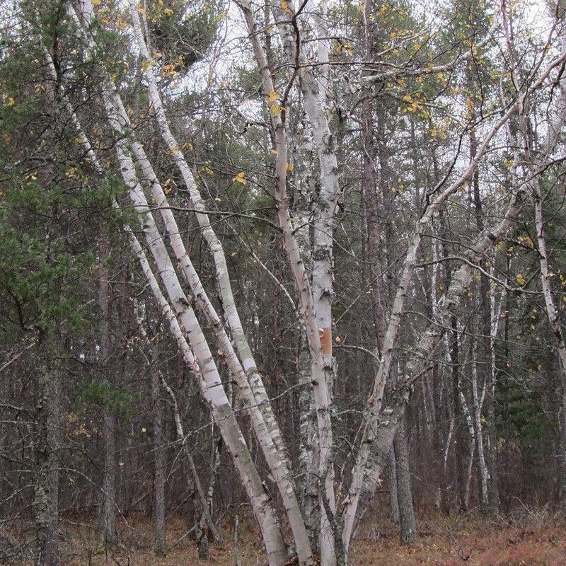 Betula papyrifera - Paper Birch