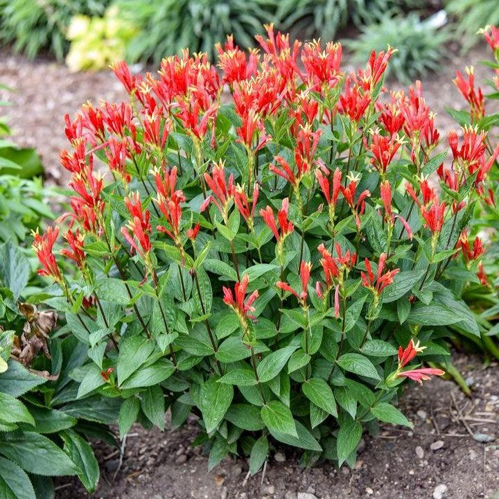 Spigelia marilandica - Orange Slices Indian Pink