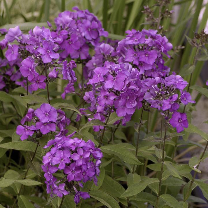 Phlox paniculata - Blue Paradise Phlox