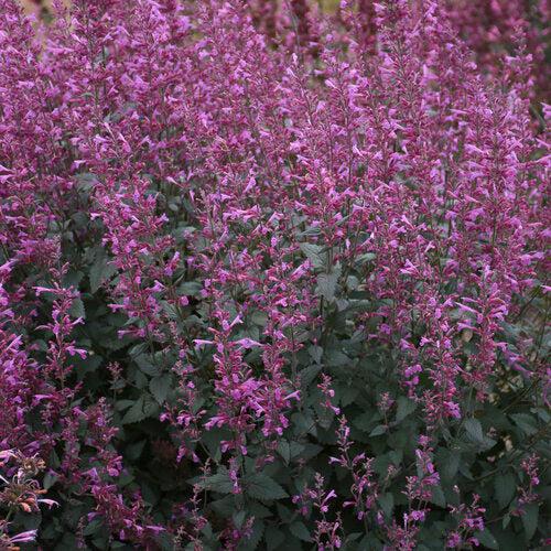 Agastache - Meant to Bee® Royal Raspberry Agastache