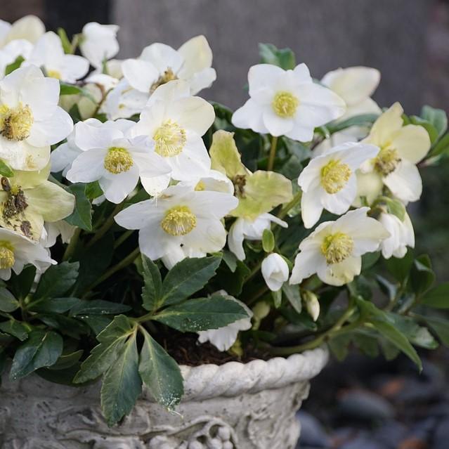 Helleborus niger - HGC® Jacob Christmas Rose