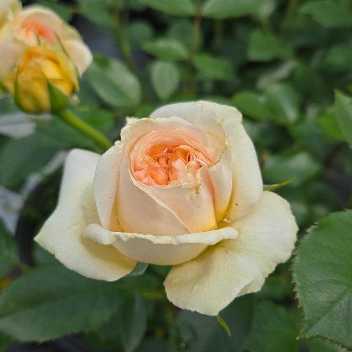 Rosa x - Showpiece™ Champagne Rose