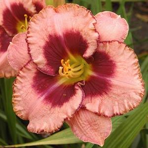 Hemerocallis Daring Deception Daylily
