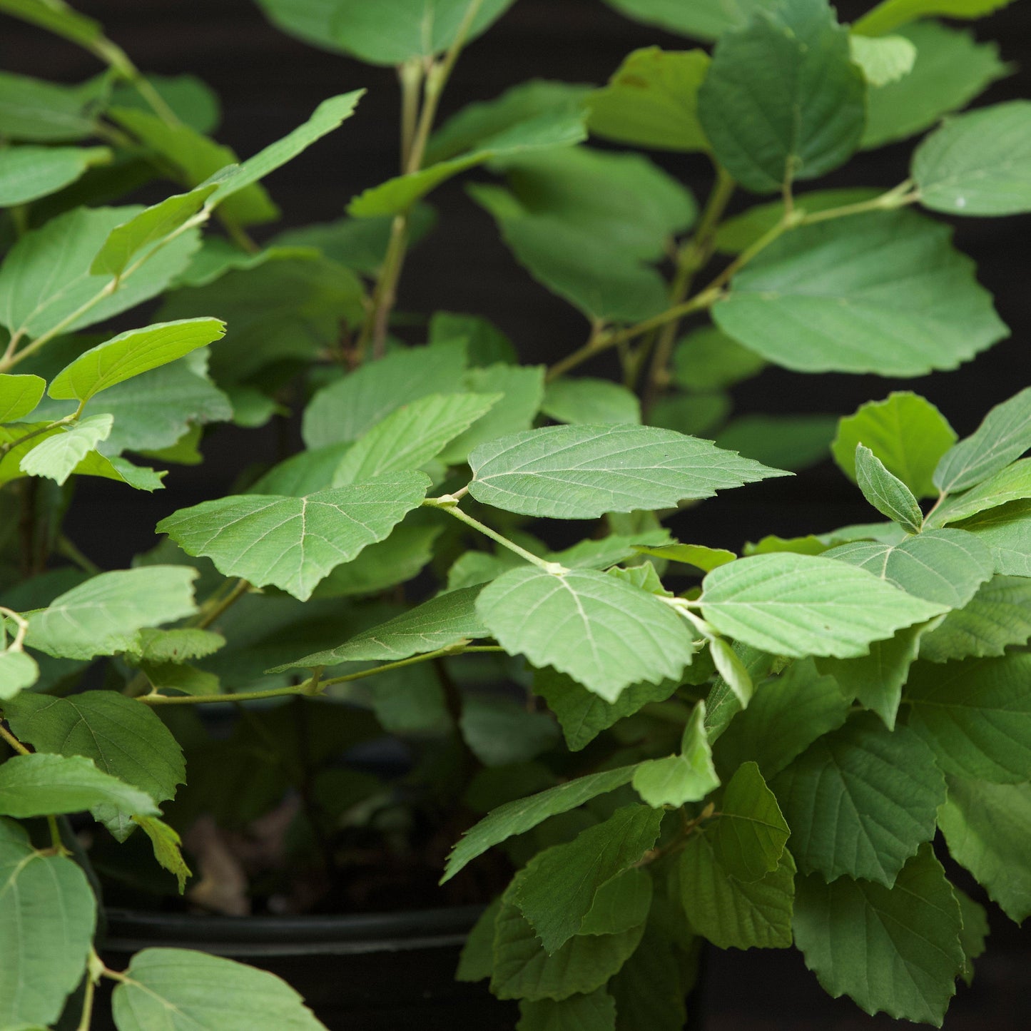 Fothergilla major - Mount Airy Fothergilla
