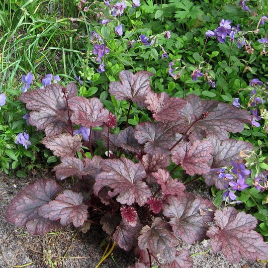 Heuchera - Plum Pudding Coral Bells, Heuchera