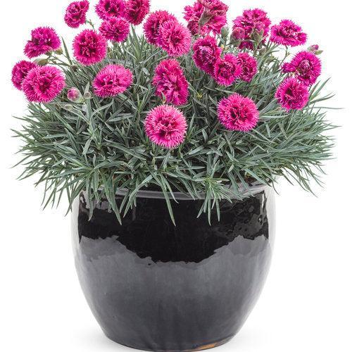 Dianthus - Fruit Punch® Spiked Punch Dianthus